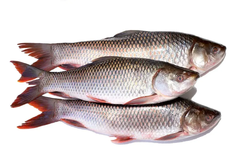 Rohu 2kg