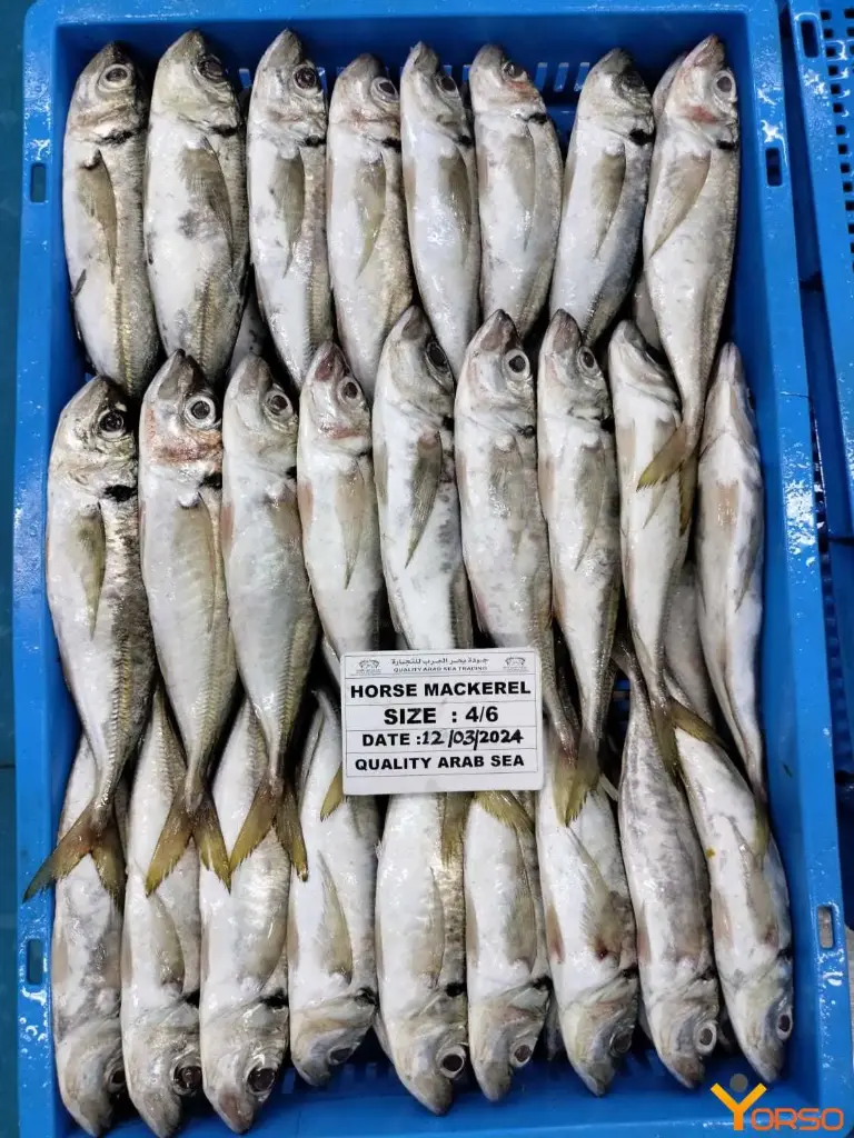Horse Mackerel Thomson 20kg