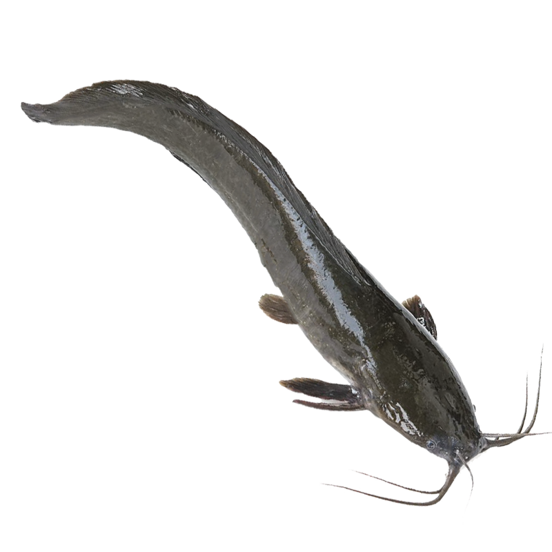 CATFISH NGOLO 500-800 4KG 
