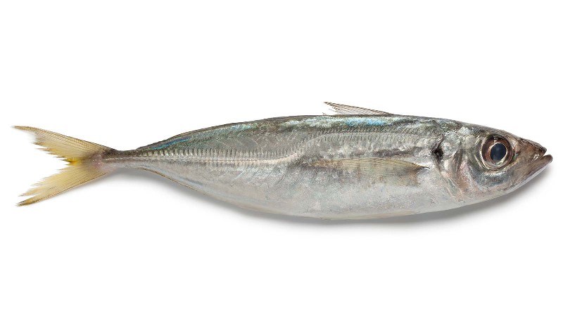 HORSE MACKEREL CHILE 500-900 20KG
