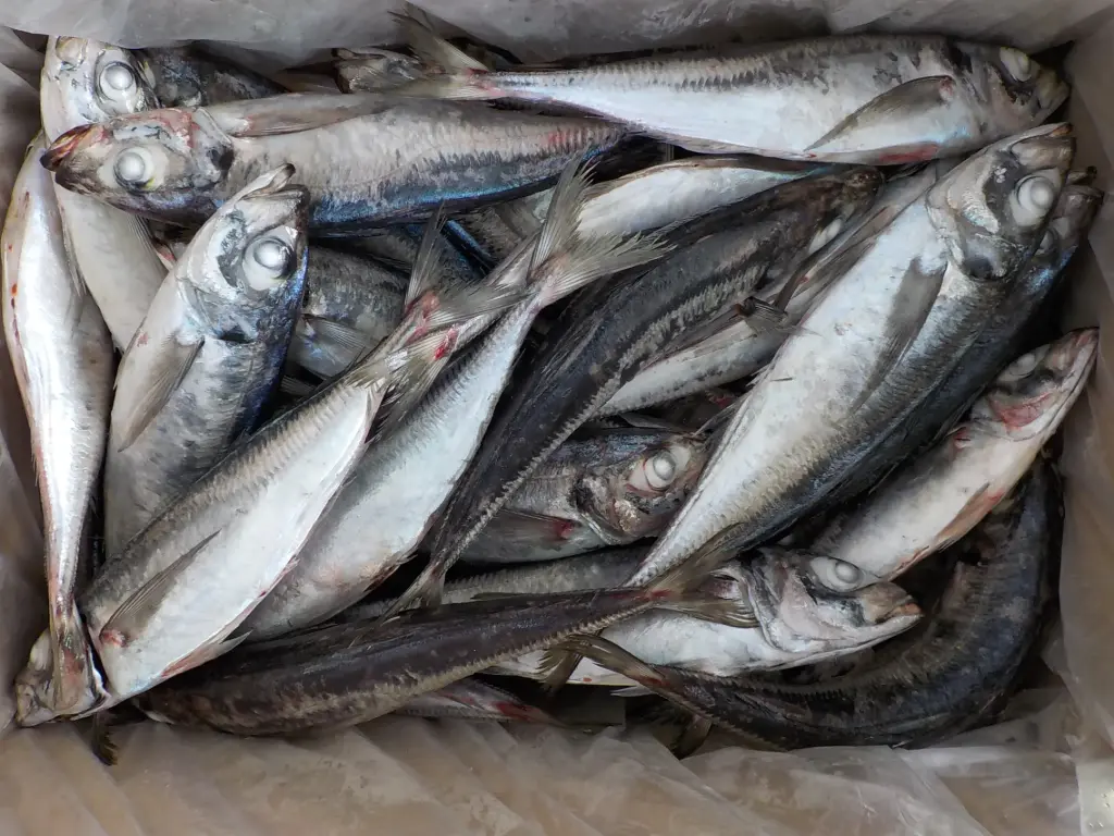 HORSE MACKEREL SPAIN 400+ 20KG