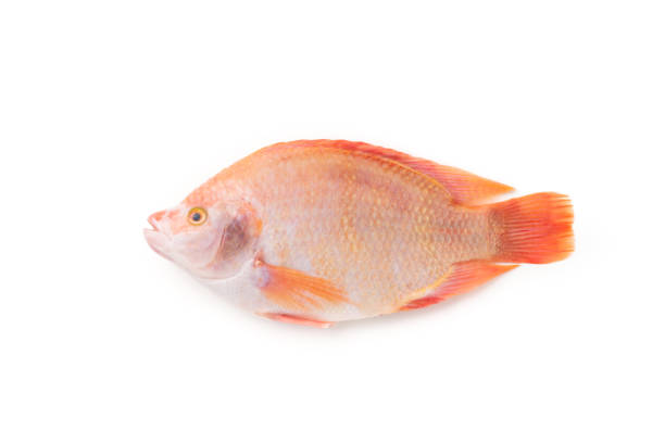 TILAPIA RED 500-700 4KG