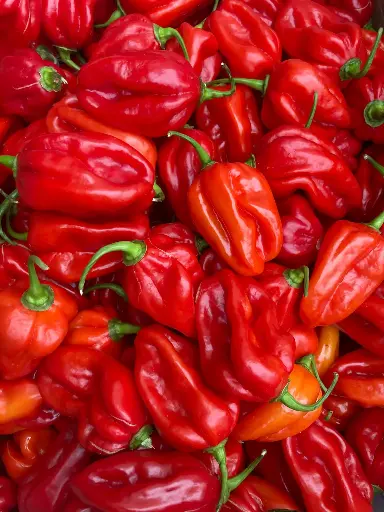  Piment Rouge (Kg)