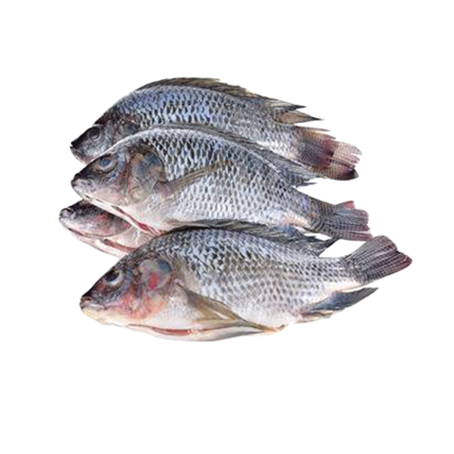 Tilapia Box Large (L)