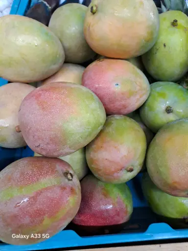 Mangue de Kent stuks