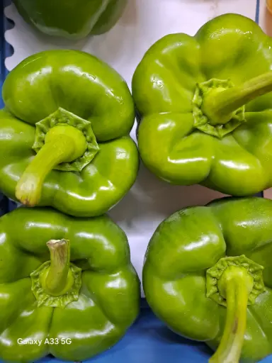 Paprika Vert
