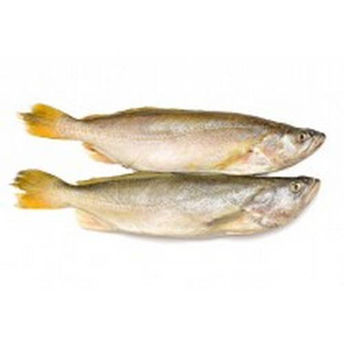 Kandrakiti kg