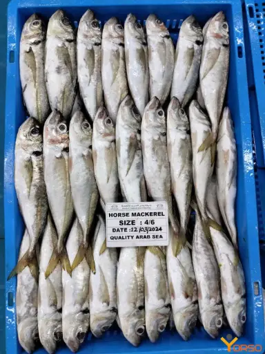 Horse Mackerel Thomson 20kg