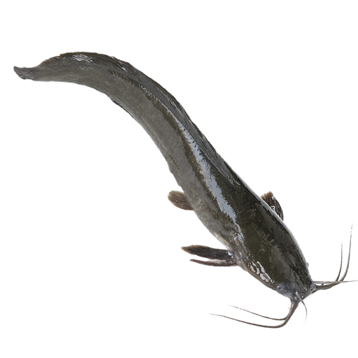 CATFISH NGOLO 400-600 4KG 
