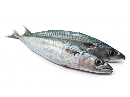 MACKEREL 400-600 IRE BLUE 20KG