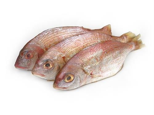 RED FISH DORADE 600-800 5KG