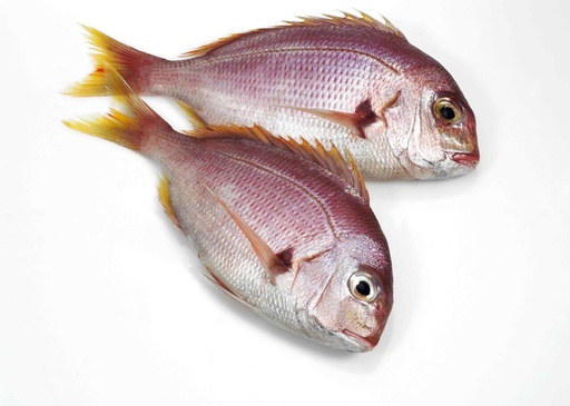 RED FISH DORADE PACKED 600-800 5KG
