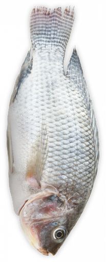 TILAPIA BLACK 300-500 4KG