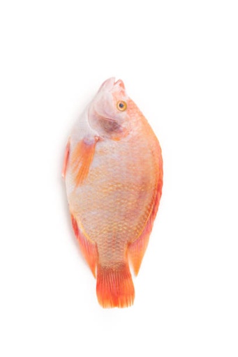 TILAPIA RED 500-700 4KG
